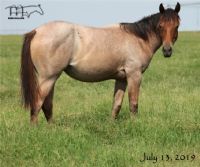 Miss Bee Bee's 2018 unregistered Filly
